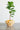 Mo's Crib PVC Planter-Ivory/Natural/Royal handcrafted African homeware