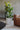 Mo's Crib Oatmeal Planter-Natural handcrafted African homeware