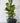 Mo's Crib PVC Planter-Ivory/Natural/Royal handcrafted African homeware