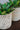 Mo's Crib Mzolo Planter-Natural handcrafted African homeware